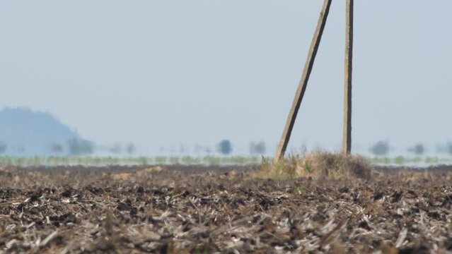 Mirage, heat haze over farmland on abnormally hot summer day. Heat wave creates hazy atmosphere and distorts distant view. Trees on horizon seem to be floating in water. Global warming concept video