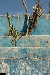 Faded blue wall with plants 