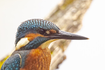Eisvogel