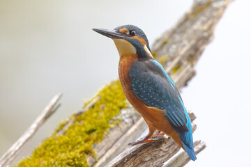 Eisvogel