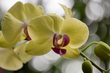 Fototapeta na wymiar orchid flower in the garden
