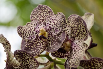 close up of an orchid