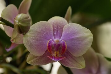 Obraz premium pink orchid flower