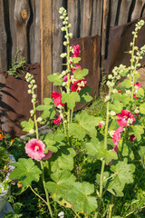 Red mallow flowers in the garden near the fence.