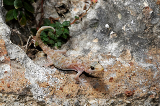 Mediterranean house gecko // Europ&auml;ischer Halbfinger (Hemidactylus turcicus) - Peloponnese, Greece