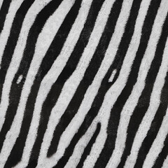 zebra furr seamless pattern tileable texture 4k  hiugh detail in 4K