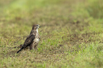 Mäusebussard