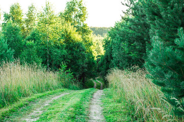 Track in the woods. Green road in the countryside. Empty country trail.
