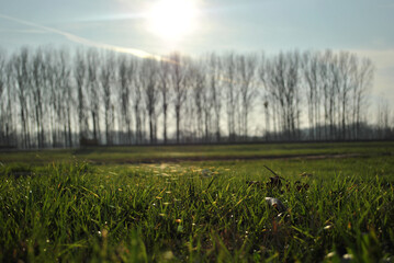 A beautiful meadow by the river