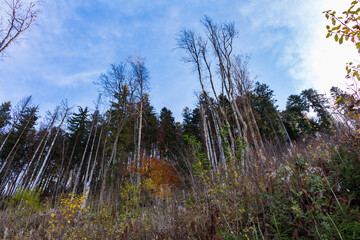 autumn landscape in the Carpathians