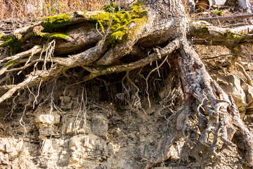 tree roots on a mountain slope..