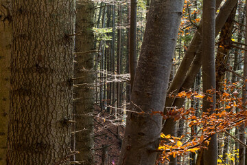 beech forest in autumn