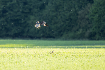 Rohrweihe / Rohrweihen