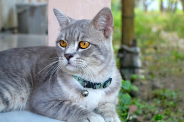 Naklejka na ściany i meble a portrait of beautiful grey fur british mix domestic cat sitting at the garden