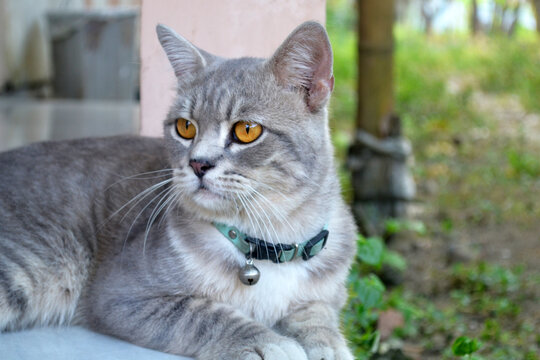 a portrait of beautiful grey fur british mix domestic cat sitting at the garden