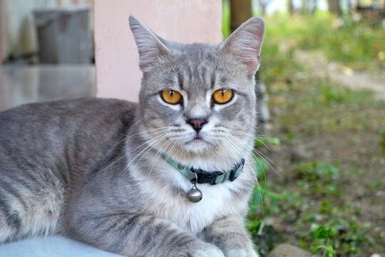 a portrait of beautiful grey fur british mix domestic cat sitting at the garden while looking at the camera