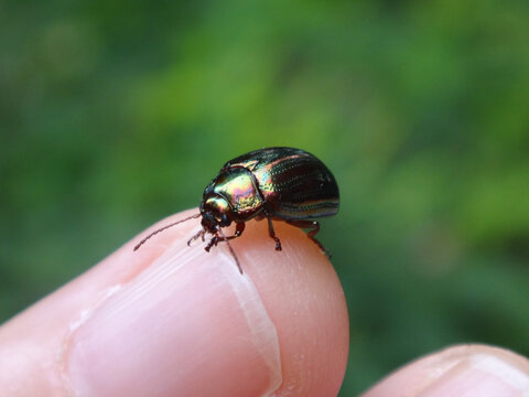 Rosemary beetle (Chrysolina americana) sitting on the tip of a human finger