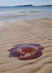 Low Newton, UK - 13 July, 2023: A Lions Mane jellyfish stranded on a beach in Northumberland,...