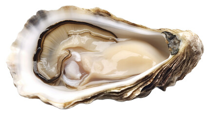 Fresh raw oysters on transparent background.
