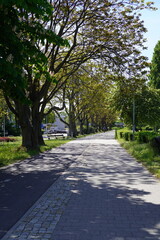 alley in the park