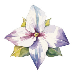 Trillium , Graphic , Illustration, Watercolor PNG