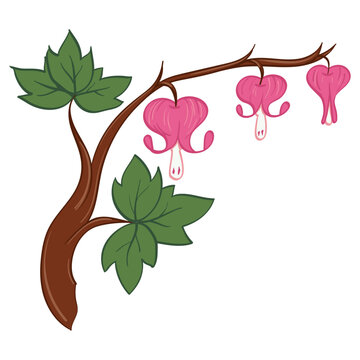 Illustration of a Bleeding Heart Bush Branch