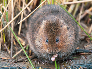 Water Vole Feeding on a Reed