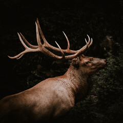Elk in Colorado's Rocky Mountain National Park