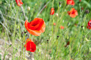 Naklejka premium Closeup of red poppies blooming in early summer
