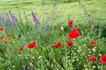 Closeup of larkspur and poppy flowers blooming in early summer in a field in Bulgaria.