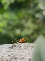 ant on a leaf