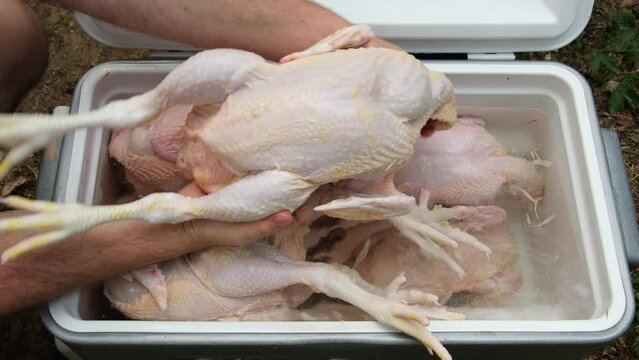 Freshly butchered and plucked broilers or large chickens being stored in cooler with cold water for further process like gutting and detail cleaning.