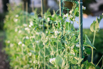 Close-up of sugar snap pea plants and flowers on trellis in community garden