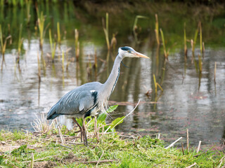 Grey Heron  Fishing in a Lake