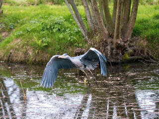 Grey Heron  Flying over a Lake