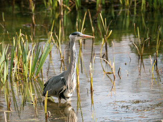 Grey Heron  Fishing in a Lake