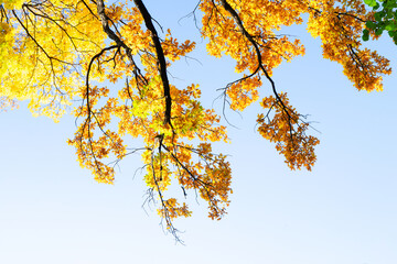 Vibrant yellow golden fall tree foliage background with pale blue sky