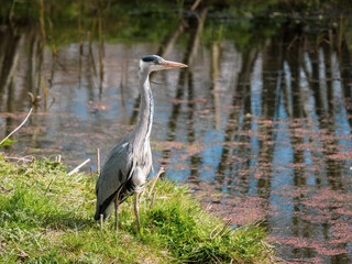 Grey Heron Standing on a Grass Bank