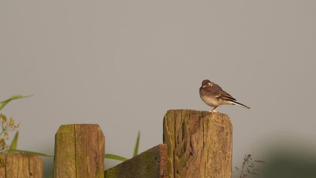 A juvenile white wagtail (Motacilla alba) sitting on a wooden fench