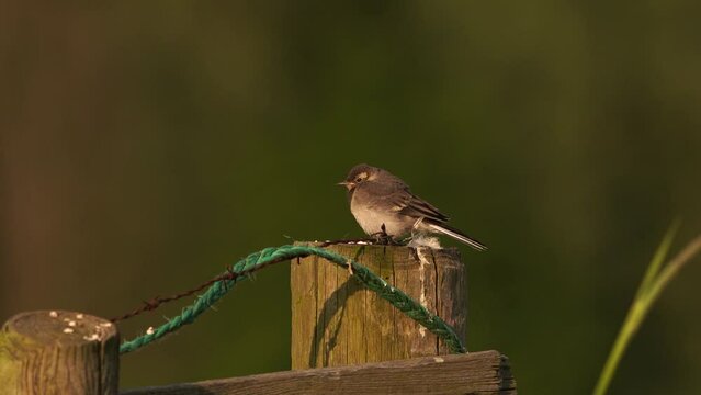 A juvenile white wagtail (Motacilla alba) sitting on a wooden fench