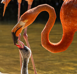 Flamingo natural habitat with adults and young birds during feeding time