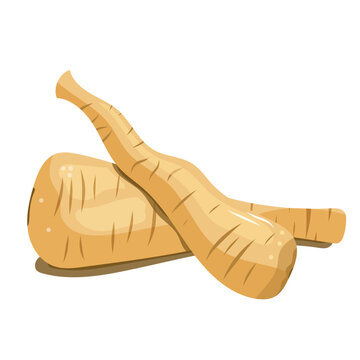 Panais, vector, dessin, glossy, l&eacute;gumes, fond blanc et transparent