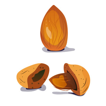 Amande, vectoriel, vector, fruit sec, illustration