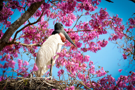 Jabiru stork (Jabiru mycteria) nesting on pink trumpet tree 