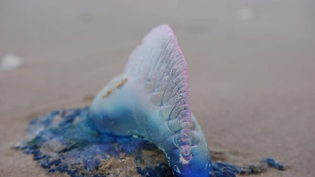 Close up shot of Atlantic Portuguese Man o' war Physalia physalis on the beach.