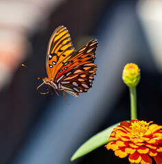 Butterflies in beautiful garden