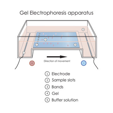 Roulette à Gel Bio-Rad – Modèle 96 Pour électrophorèse Horizontale Sur Agarose (stock Ancien)