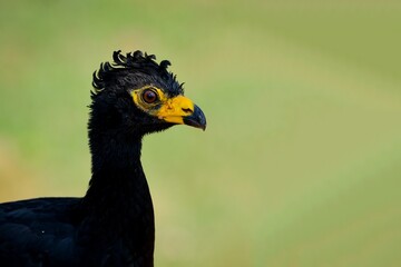 Bare-faced Curassow (Crax fasciolata)