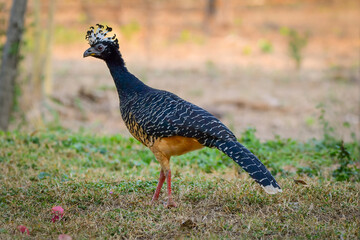 Bare-faced Curassow (Crax fasciolata)