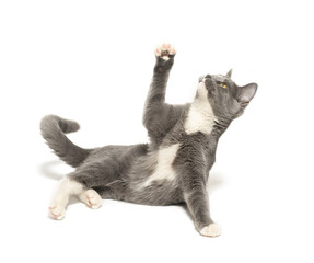 Gray and white cat